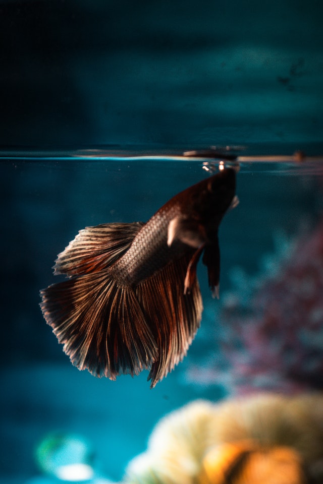 Feeding – DE Aquatic