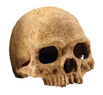 Exo Terra Human Skull ornament for terrarium