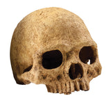 Exo Terra Human Skull ornament for terrarium