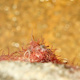Ocean Free Tubifex Worm