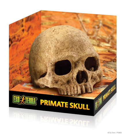 Exo Terra Human Skull ornament for terrarium