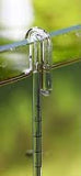 ISTA Hang-on Glass Aquarium Thermometer 18cm