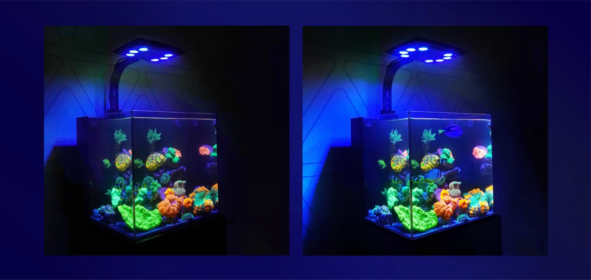 Maxspect Jump MJ LED Light NEW - L260 – DE Aquatic