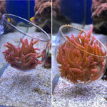 anemone cup holder