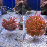 anemone cup holder