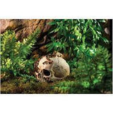 Exo Terra Human Skull ornament for terrarium