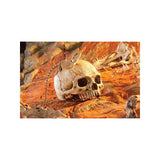 Exo Terra Human Skull ornament for terrarium