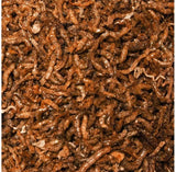 Ocean Free Super Bloodworm