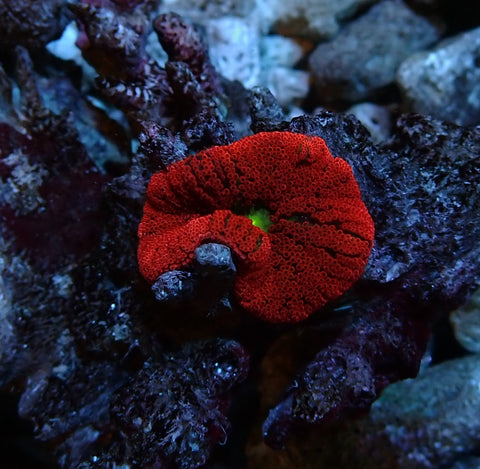 Mini Red Carpet Anemone