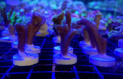 Montipora Digitata Metallic Purple [Frag]